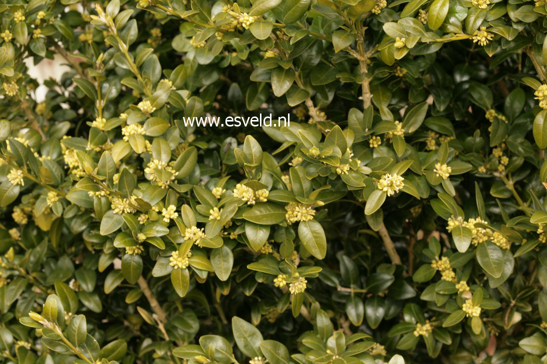 Buxus sempervirens 'Emir'