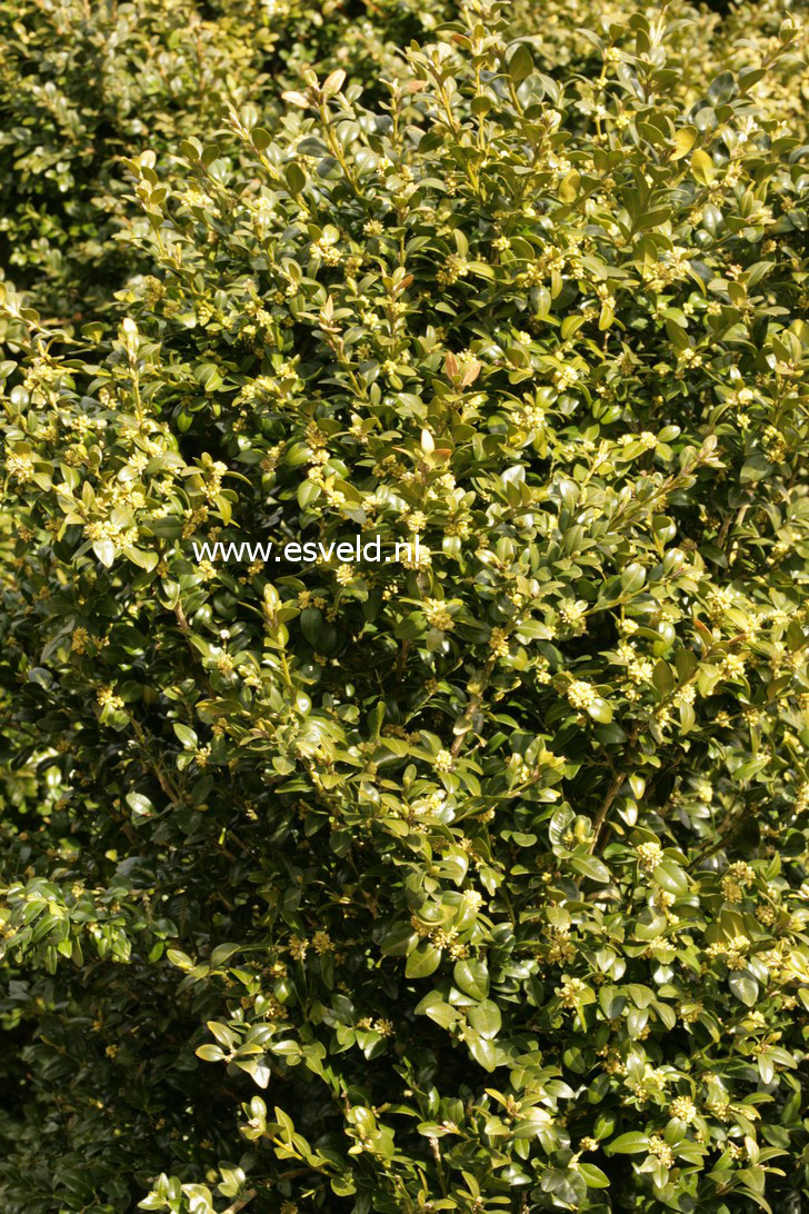 Buxus sempervirens 'Emir'