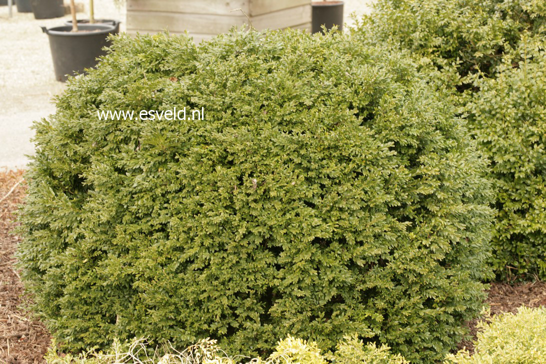 Buxus sinica 'Cushion'