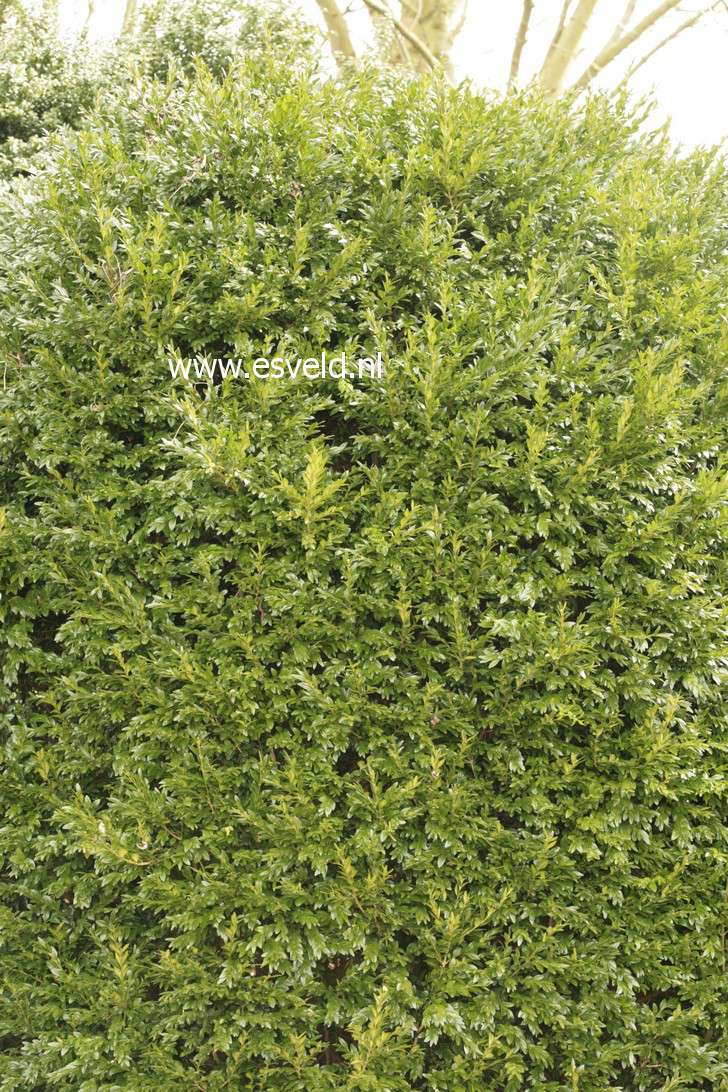 Buxus sempervirens 'Haller'