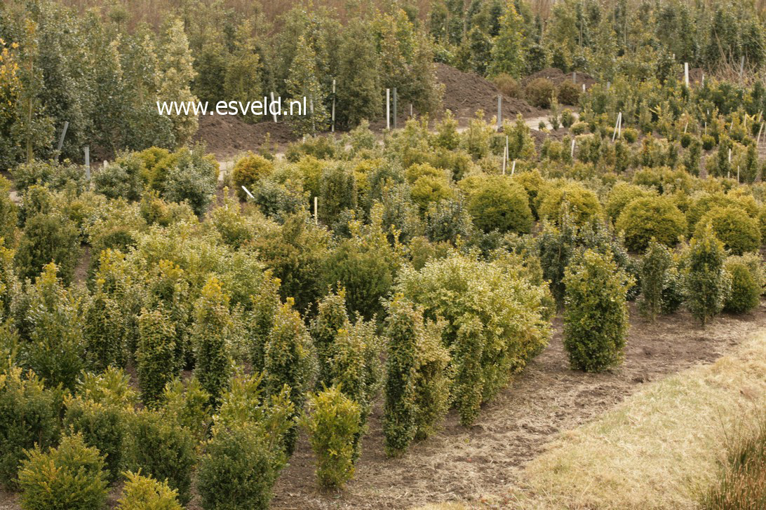 Buxus sempervirens