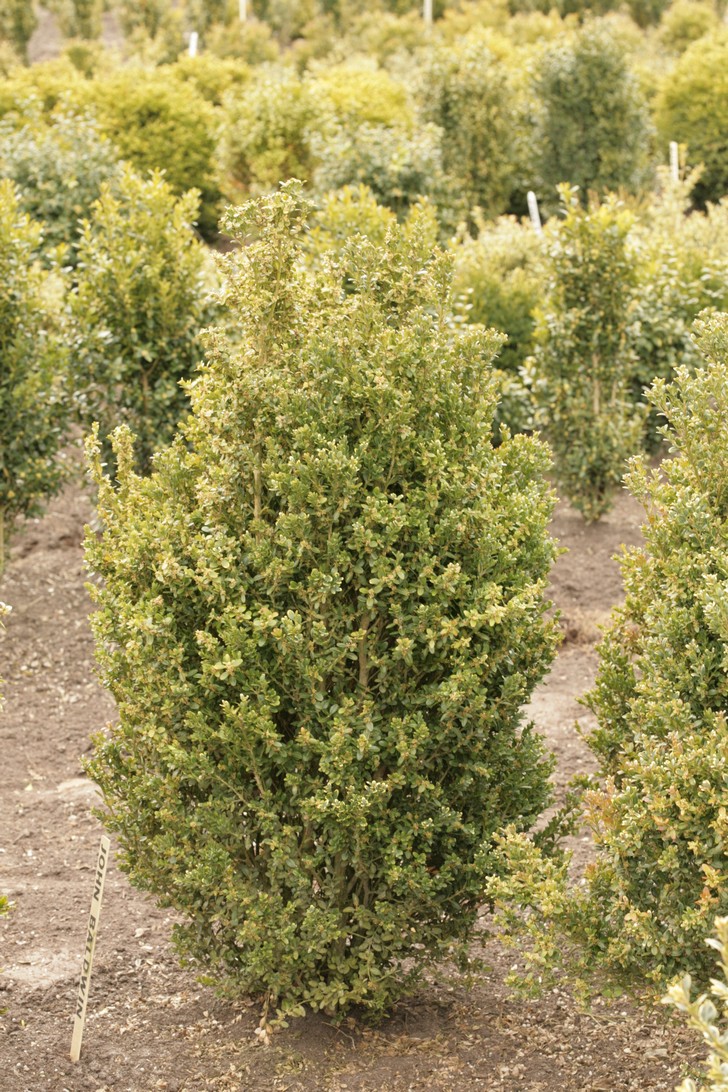 Buxus microphylla 'John Baldwin'