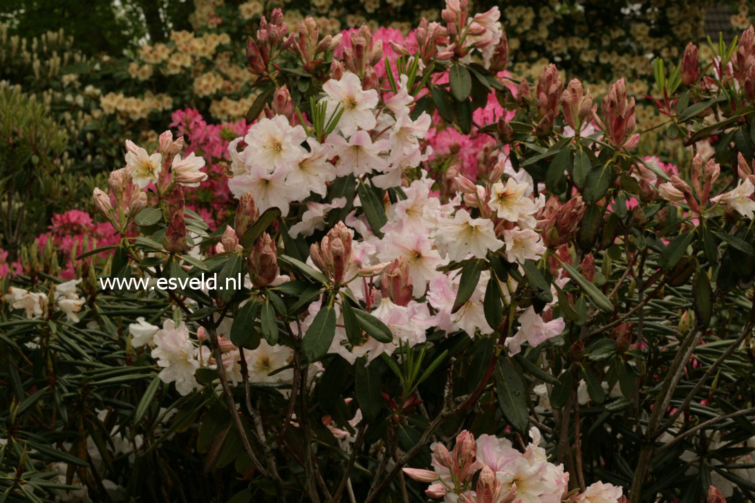 Rhododendron decorum