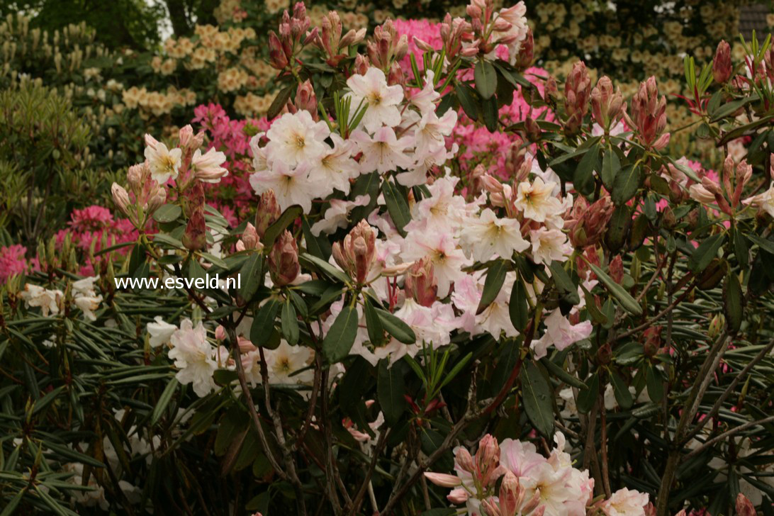 Rhododendron decorum