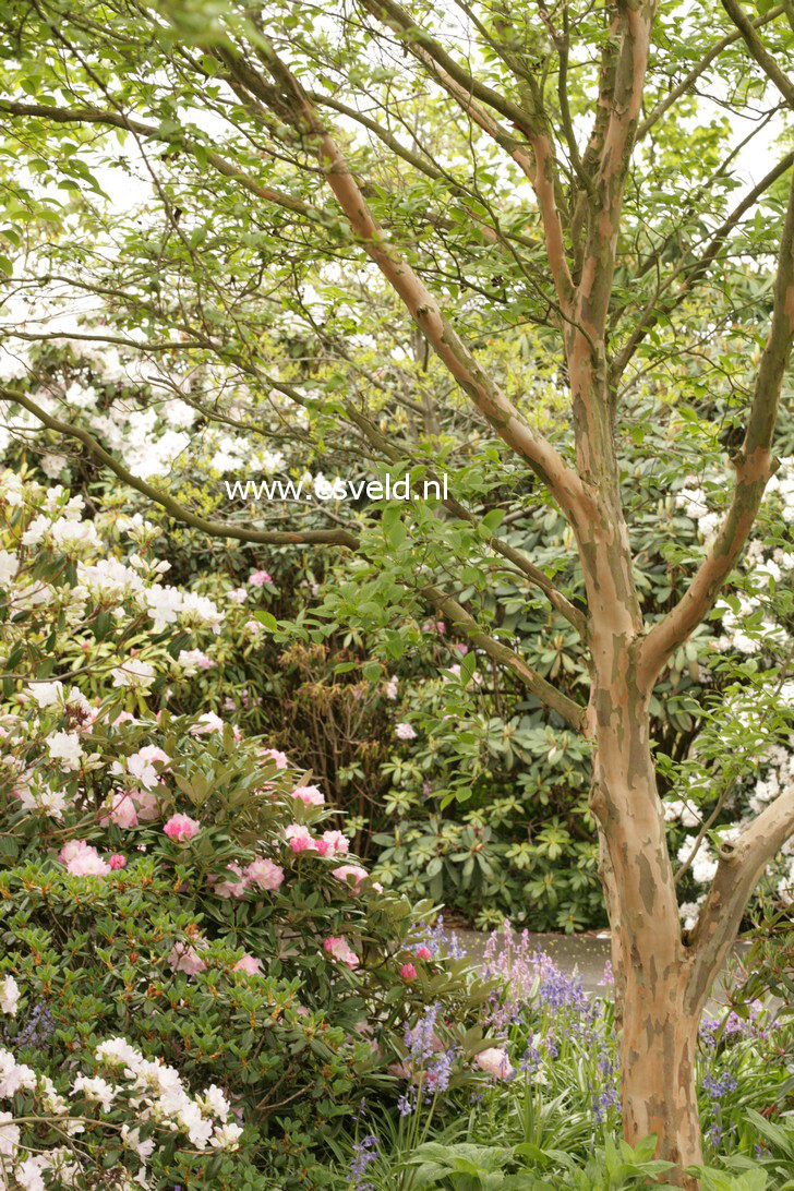 Stewartia pseudocamellia