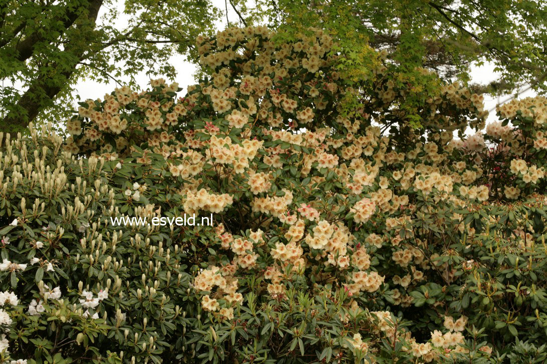 Rhododendron 'Viscy'