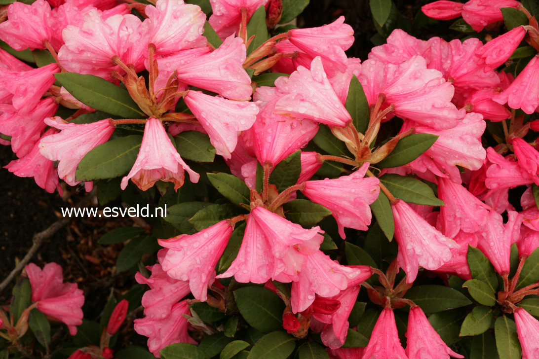 Rhododendron 'Winsome'