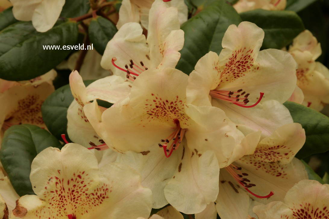 Rhododendron 'Viscy'