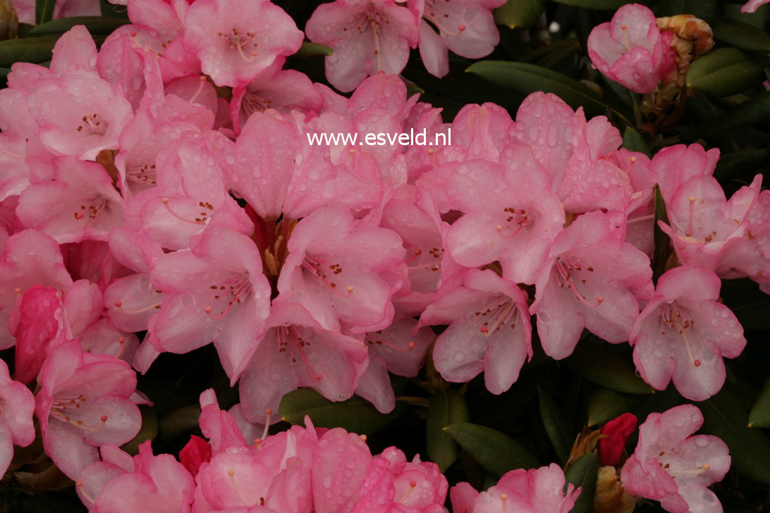 Rhododendron 'Love Song'