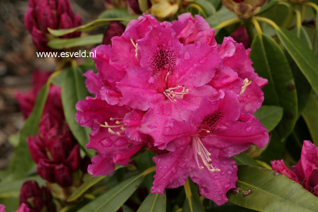 Rhododendron 'Lilofee'