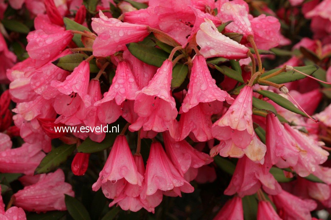 Rhododendron 'Winsome'