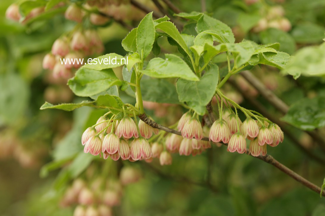 Enkianthus campanulatus 'Venus'