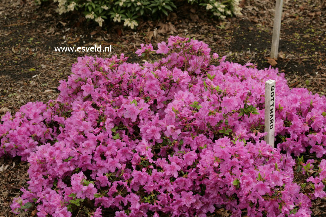 Azalea 'Gotthard'