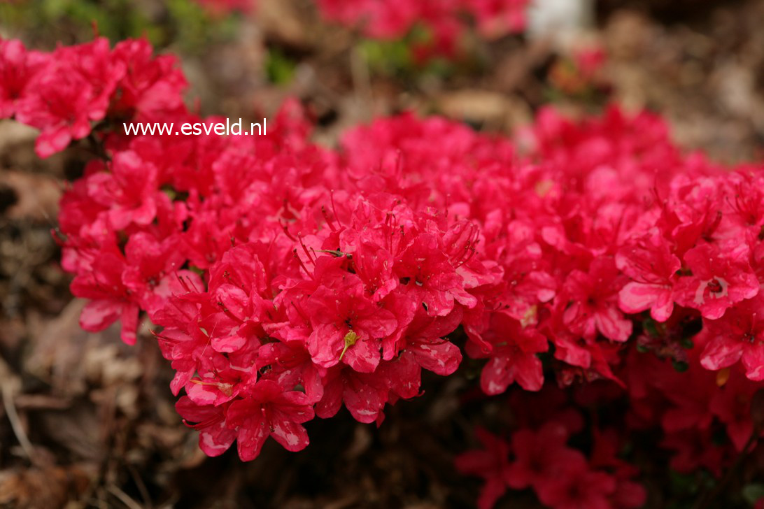 Azalea 'Hino Crimson'