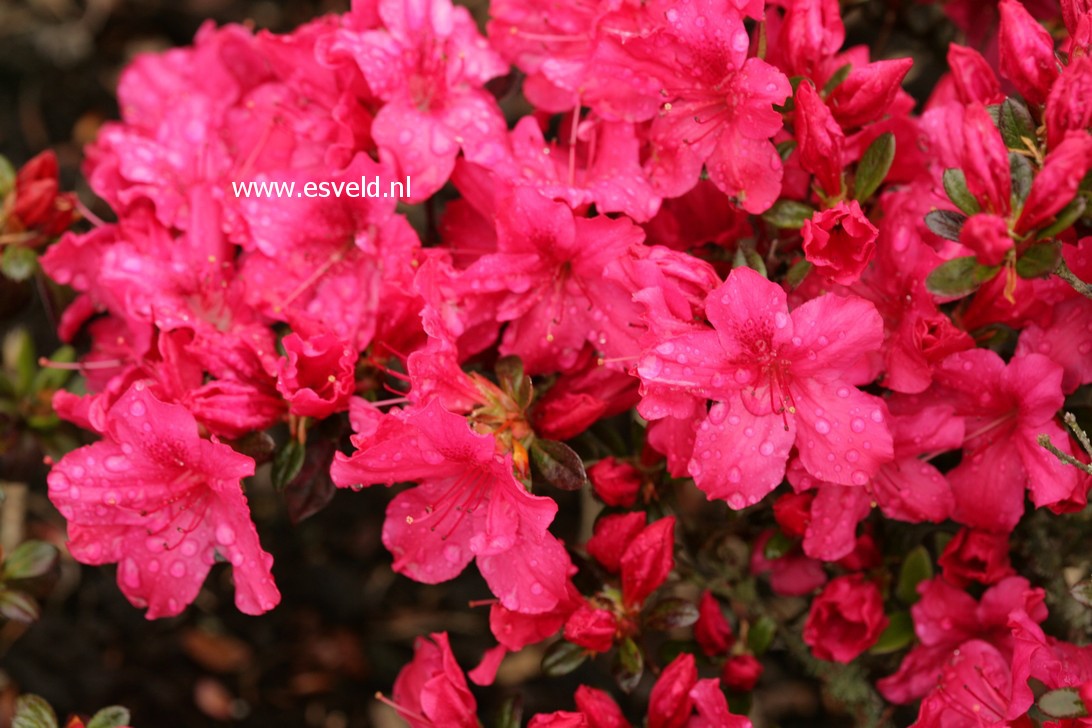 Azalea 'Excelsior'