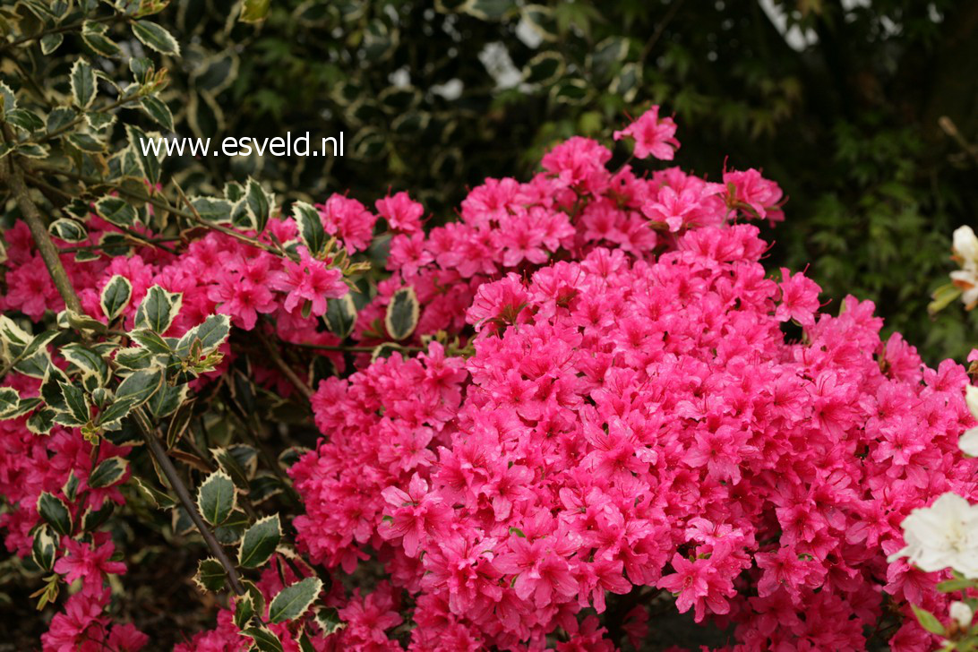 Azalea 'Aladdin'