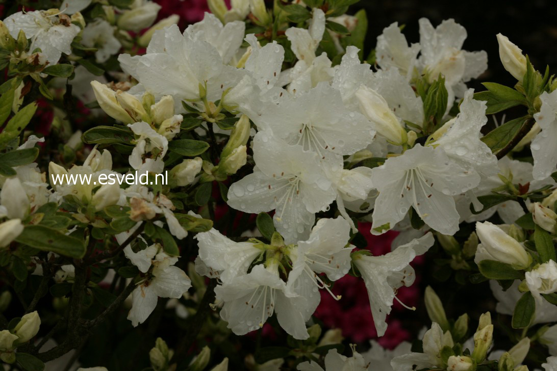 Azalea 'Luzi'