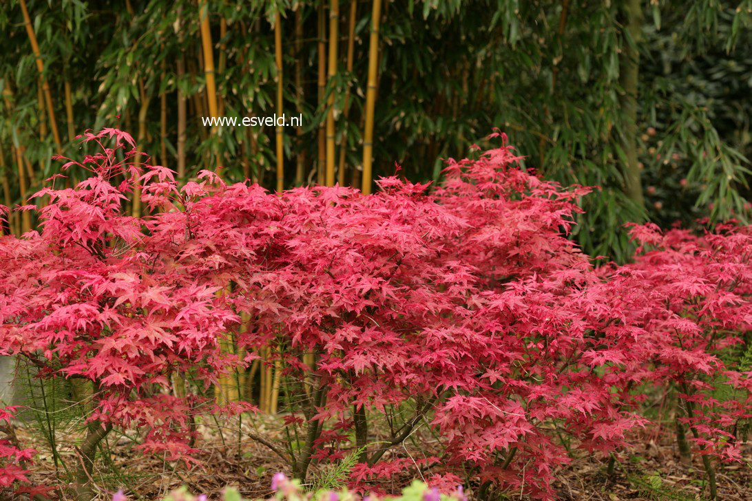 Acer palmatum 'Corallinum'