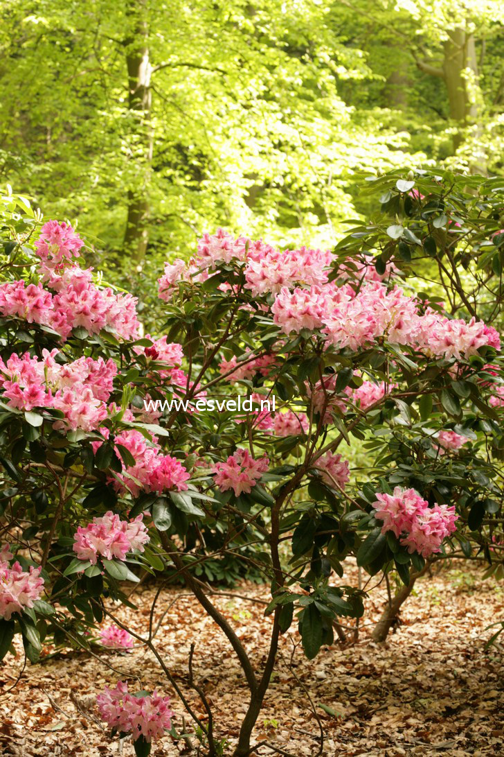 Rhododendron 'Albert Schweitzer'