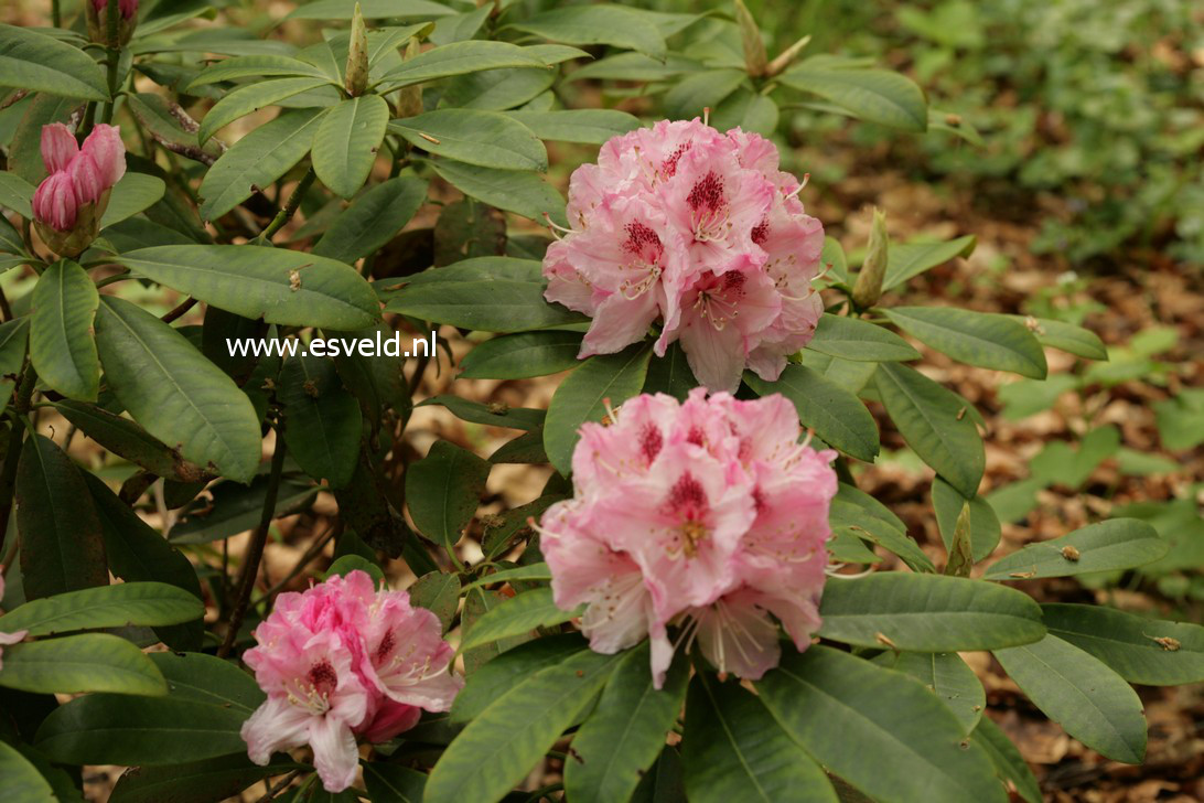 Rhododendron 'Albert Schweitzer'