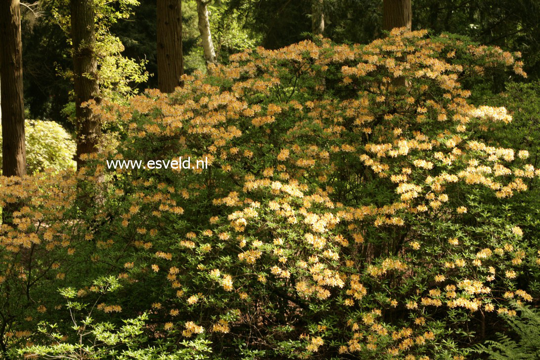 Azalea 'Narcissiflora'