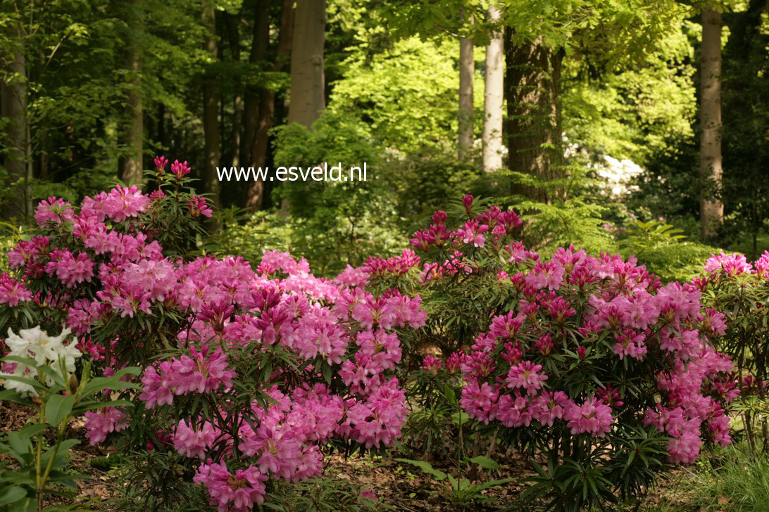 Rhododendron ponticum 'Graziella'