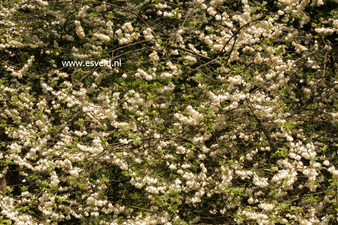 Halesia monticola