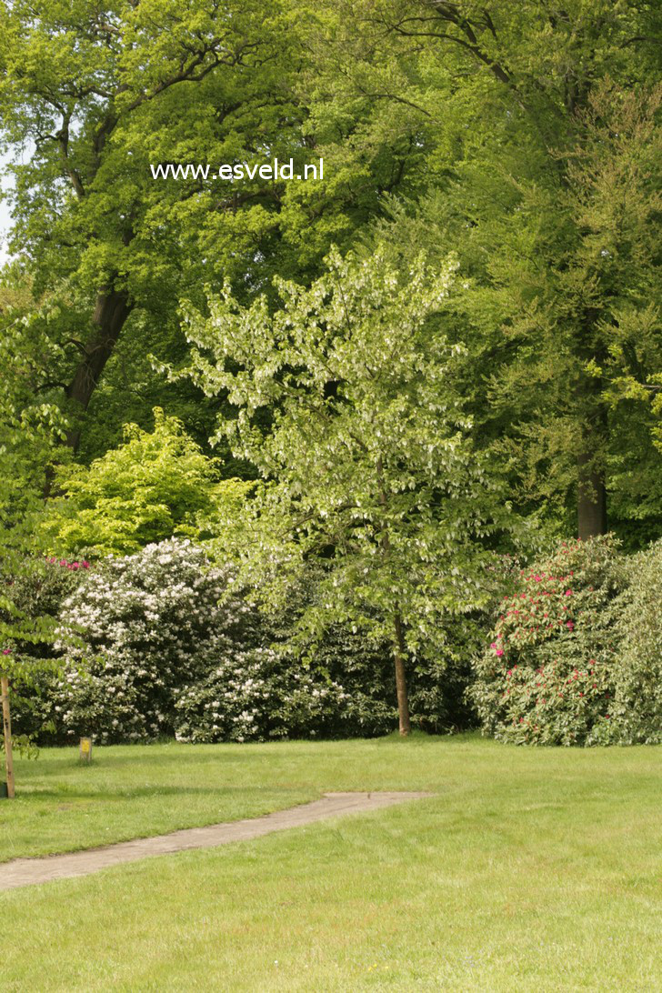 Davidia involucrata