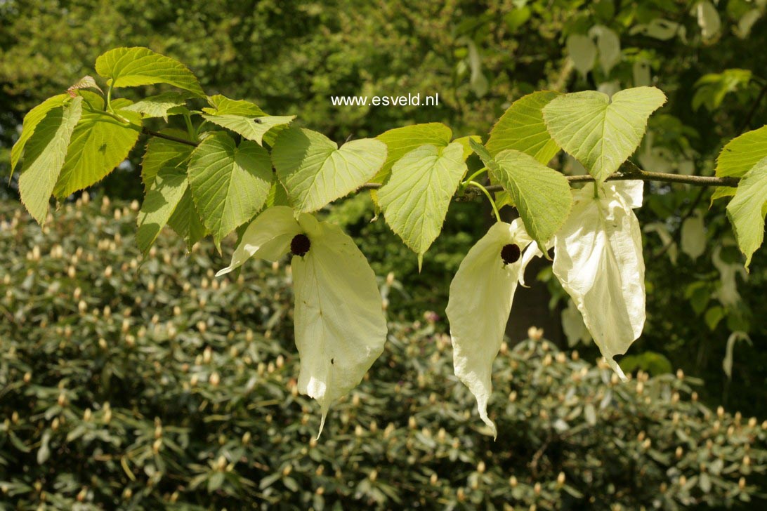 Davidia involucrata