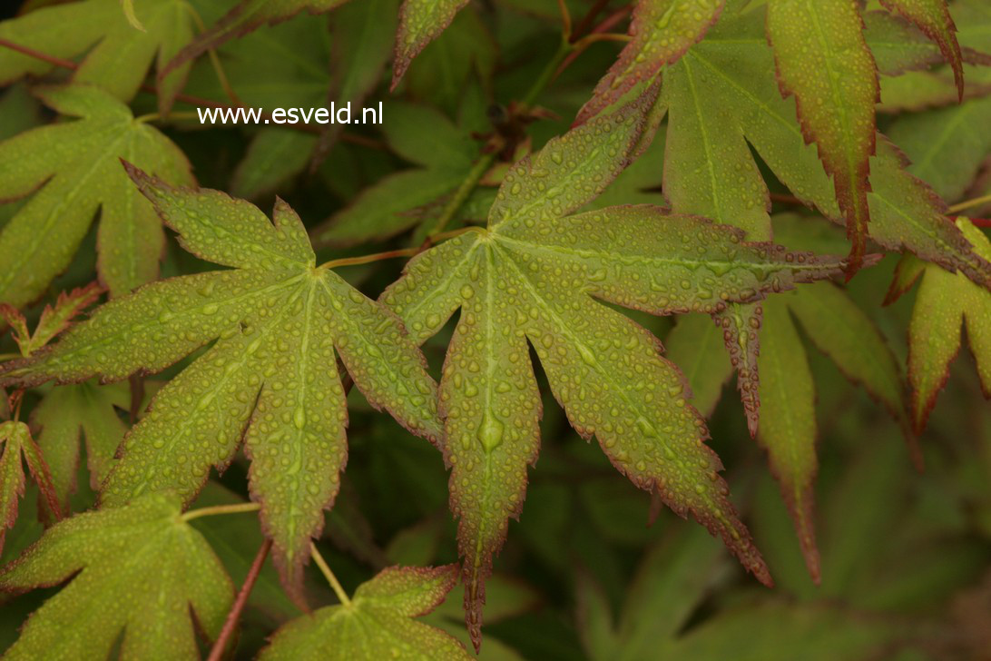 Acer palmatum 'Diana'