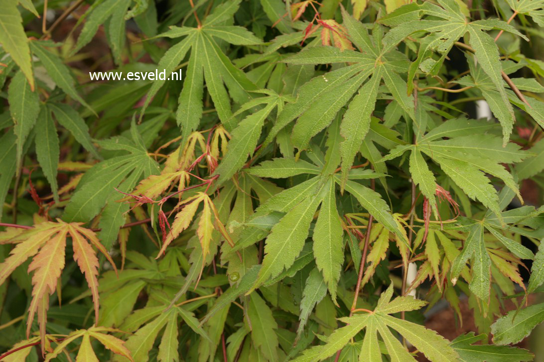 Acer palmatum 'Gentaku'