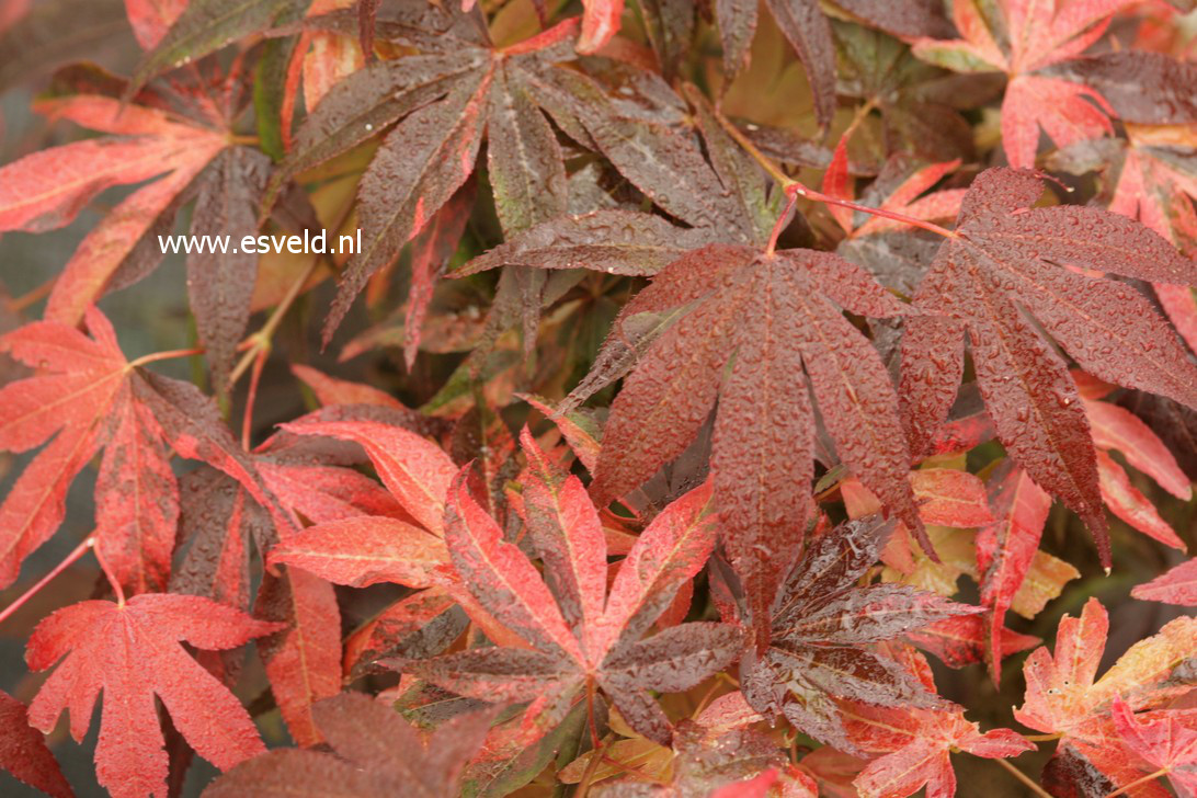 Acer palmatum 'Hinode nishiki'