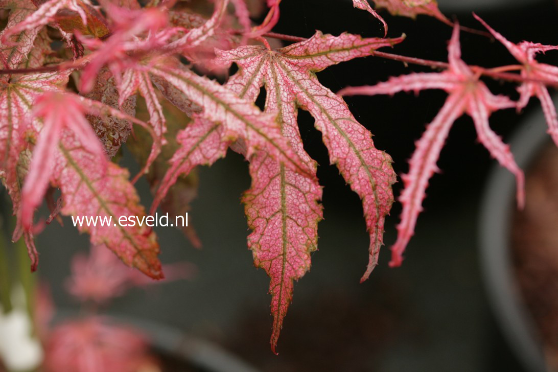 Acer palmatum 'Mikazuki'