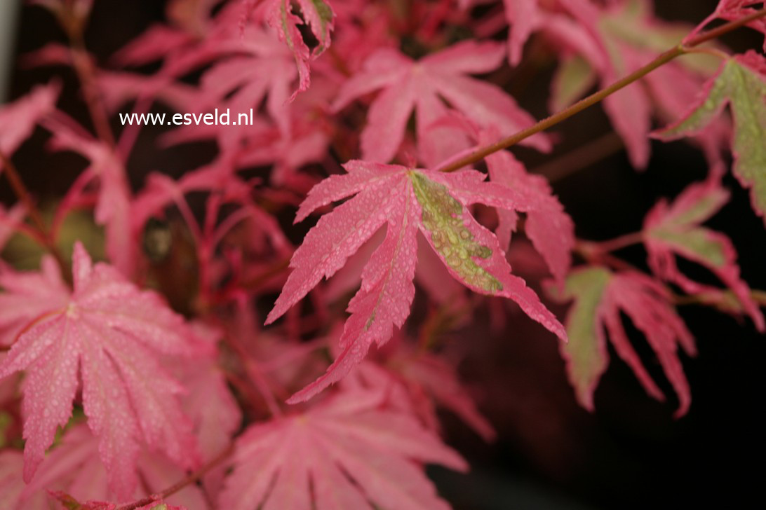 Acer palmatum 'Taylor'