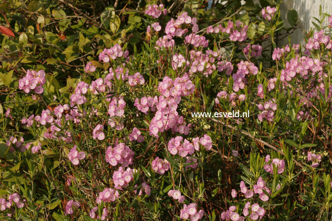 Kalmia polifolia