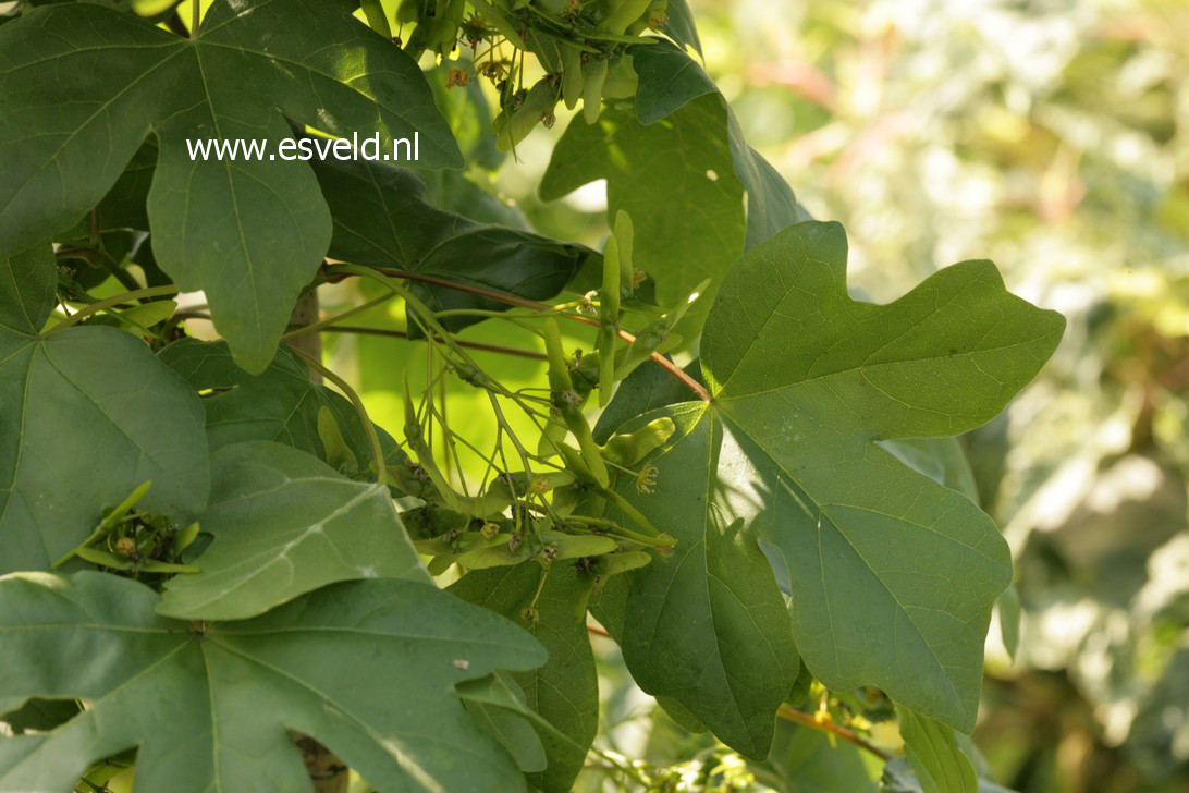 Acer campestre 'William Caldwell'