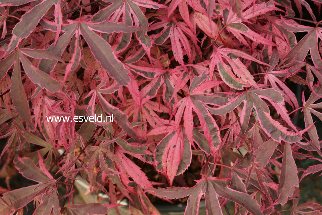 Acer palmatum 'Pink Passion'