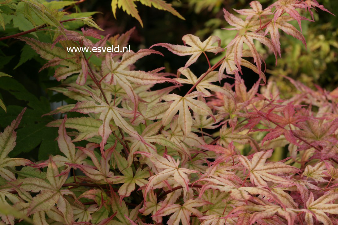 Acer palmatum 'Beni otome'