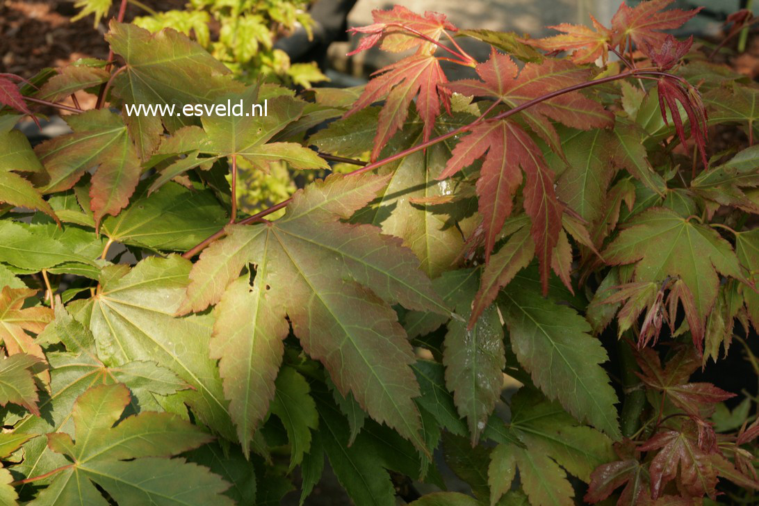 Acer palmatum 'Yadawara'