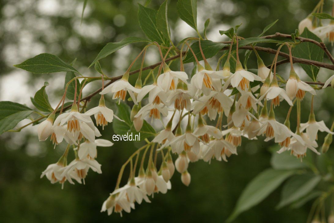 Styrax japonicus 'Snowfall'