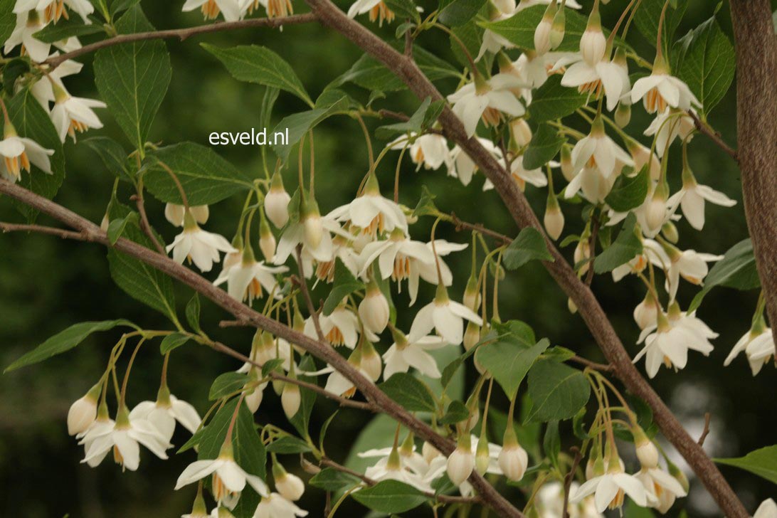 Styrax japonicus 'Snowfall'