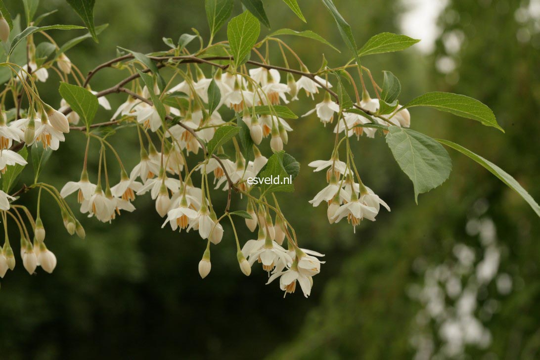 Styrax japonicus 'Snowfall'