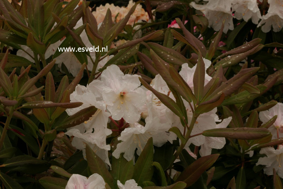 Rhododendron decorum subsp. diaprepes