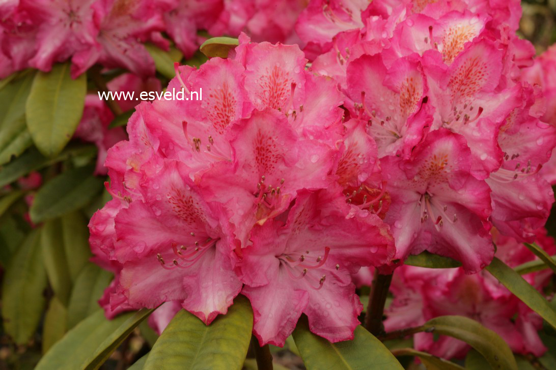 Rhododendron 'Lausitz'