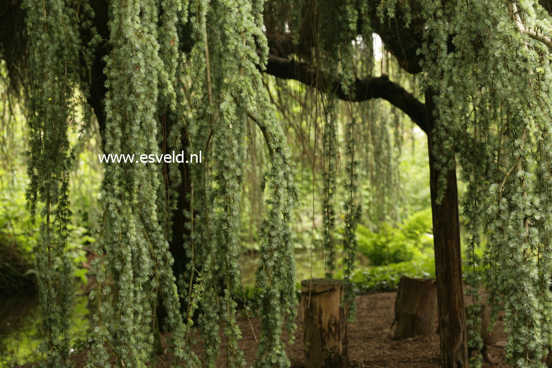 Cedrus libani 'Glauca Pendula'