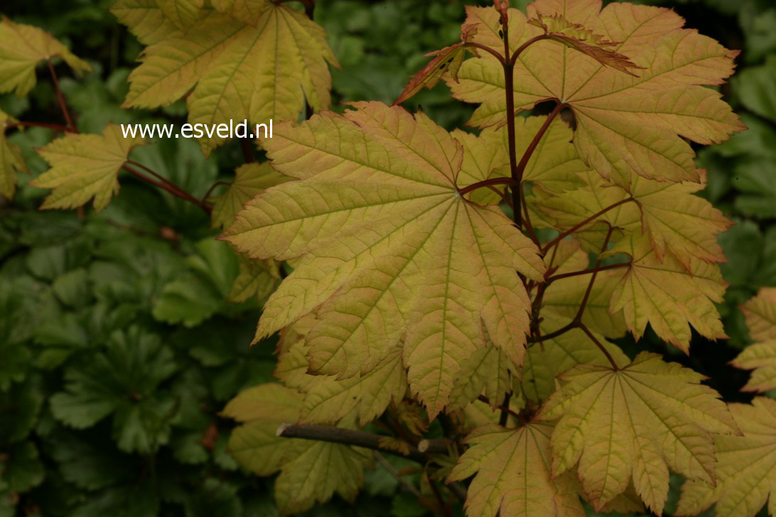 Acer circinatum 'W.B.Hoyt'