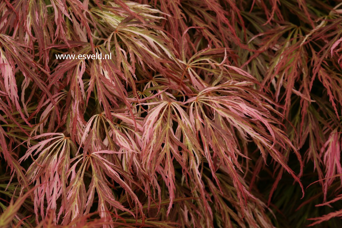 Acer palmatum 'Goshiki shidare'