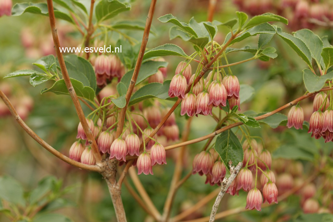 Enkianthus cernuus recurvus