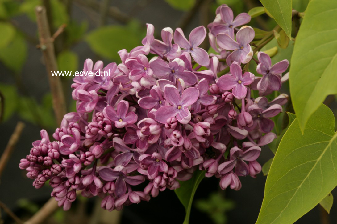 Syringa hyacinthiflora 'Pink Spray'