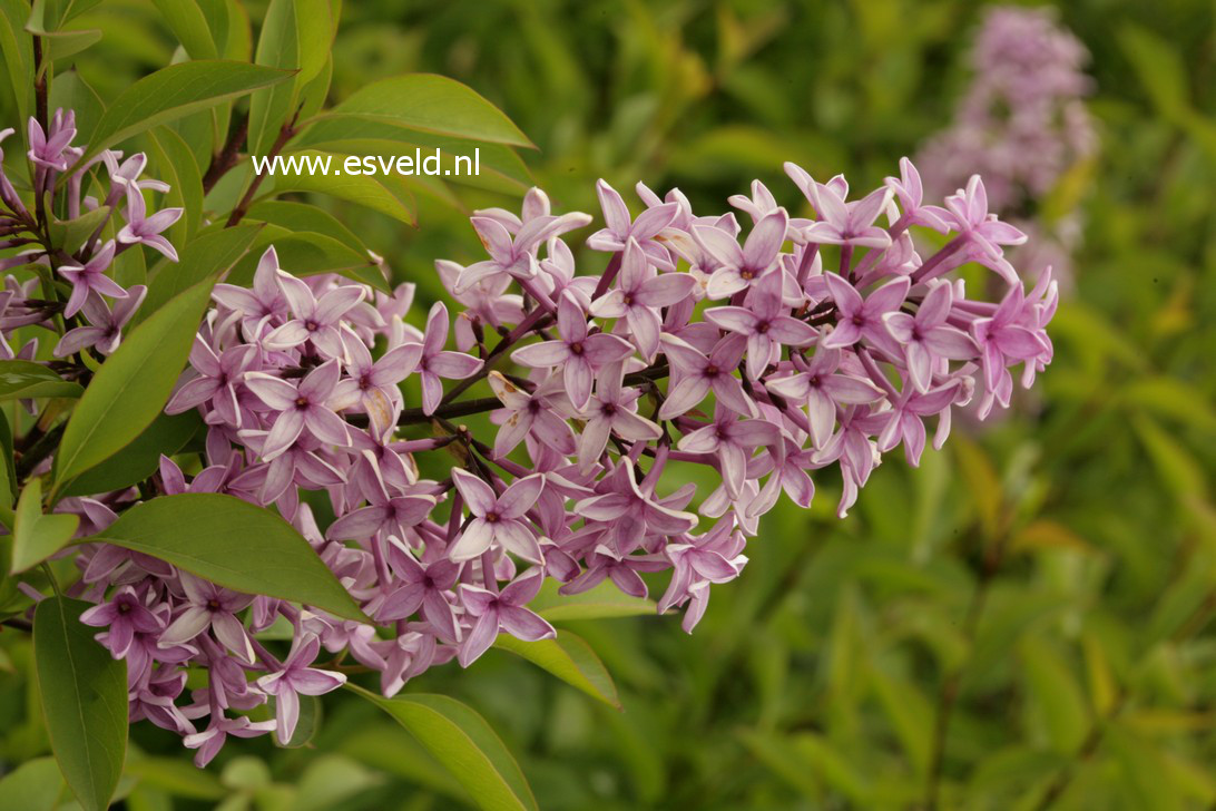 Syringa chinensis 'Amigo'